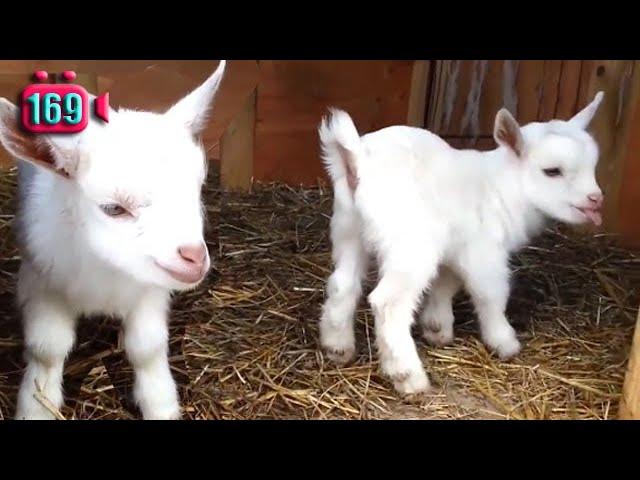 ANAK KAMBING SAYA || MACAM MACAM KAMBING