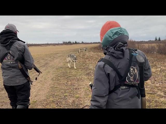 Curious Wild Wolf Circles a Group of Photographers