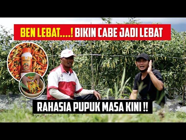 Pupuk organik untuk cabe rawit agar buahnya lebat, terbukti manjur..!!