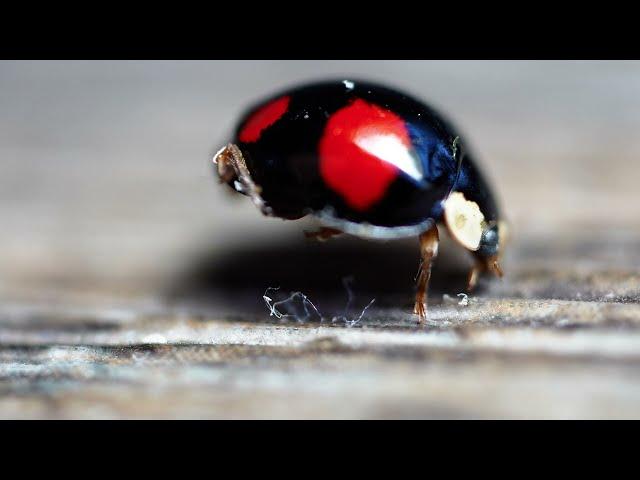 Adorable Black Ladybird (beetle) Cleaning itself (Ultra Macro)