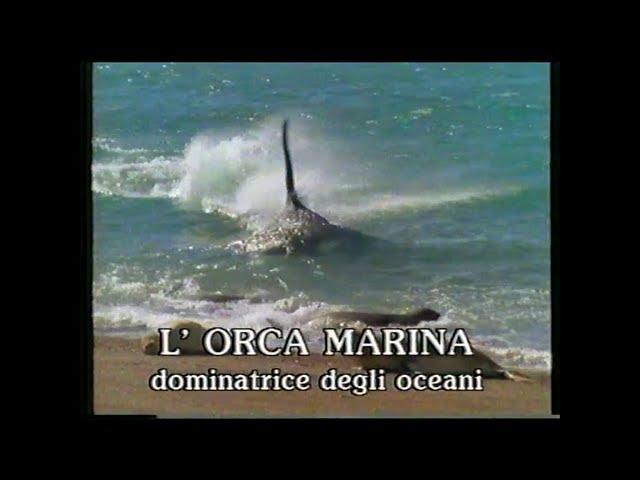 L'orca marina, dominatrice degli oceani