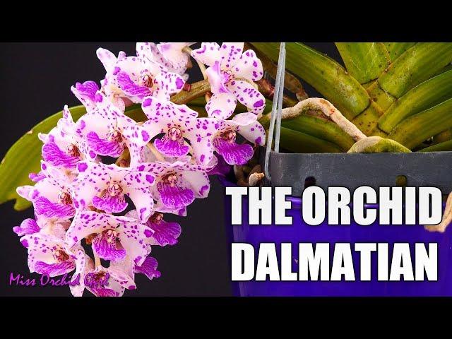 Rhynchostylis gigantea Orchid - Growth habit & Care tips