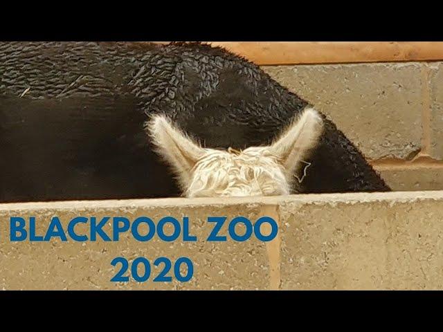 Blackpool Zoo Vlog July 2020