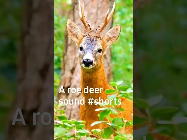 A roe deer sounds  #shorts #san wild world