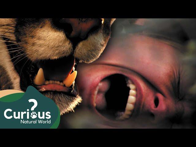 Surviving The World's DEADLIEST Predators | Human Prey | Mega Marathon | Curious?: Natural World