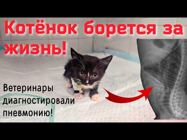 Бездомный котёнок попал под дождь/ заболел пневмонией/подключают к ивл/help save a homeless kitten