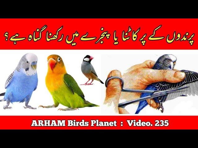 Is it a Sin to Cut the Wings of Parrots and kept in Cages? Answer in Urdu By |Arham|., Video. 235