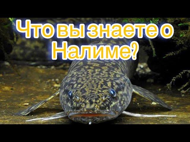 Налим / Полезные свойства Налима