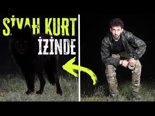 KOYUNLARA SALDIRAN SİYAH AÇ KURTLARI ARAMAK!