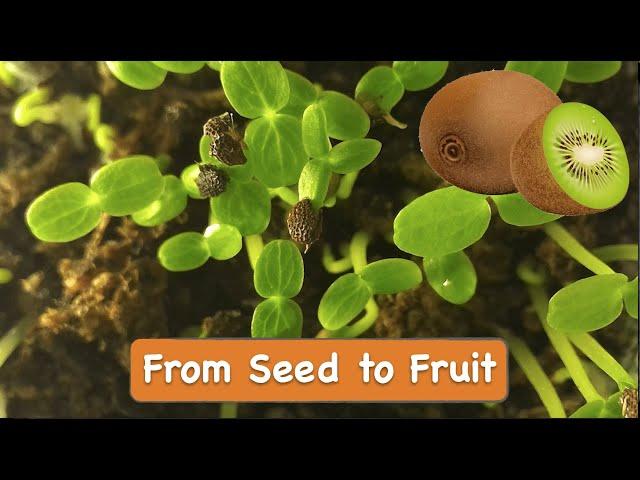 How to Grow Kiwi from Seed at Home