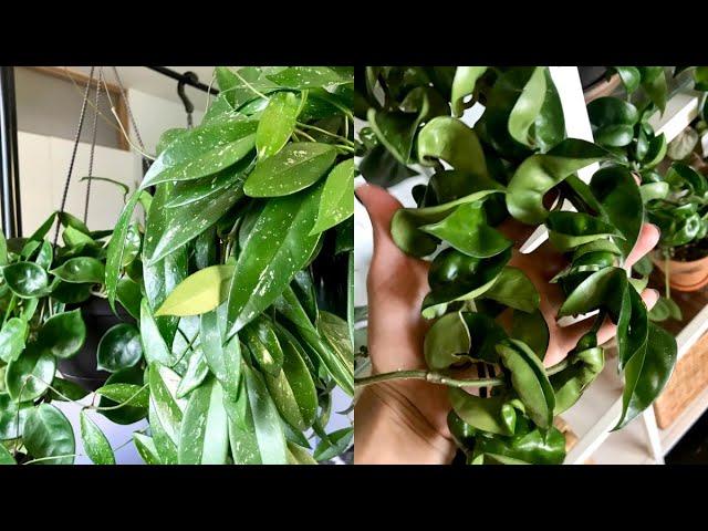 Hoya Houseplant Care Tips & Tricks! | My Hoya Collection!