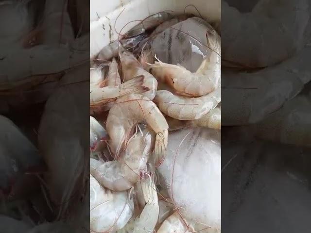 Udang segar #viralvideo #shorts #viralreels #viralshorts