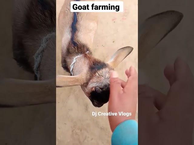 How to take care of goats?#homemade#goat#goatfarming#goats#viral#shorts