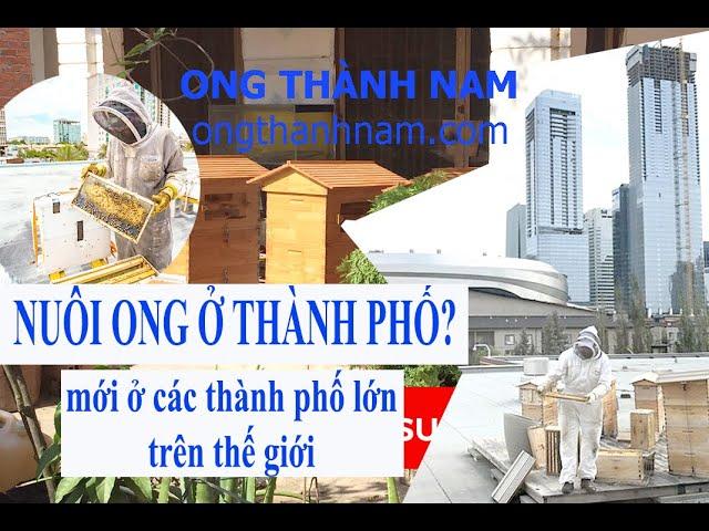 Nuôi ong ở thành phố như thế nào?