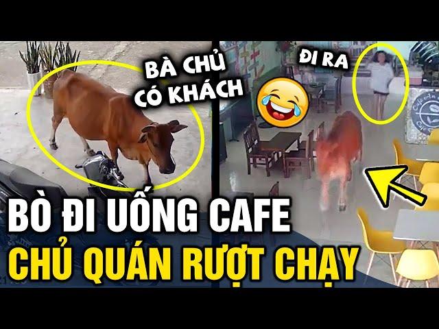 Tổng hợp tình huống 'HÀI ĐỘNG VẬT' không cười không lấy tiền | Tin 3 Phút Hài