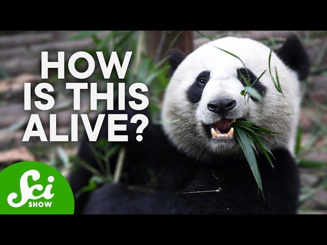 Why Are Giant Pandas So Hard to Save?