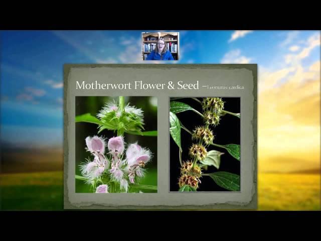 Protective heart Herb   Motherwort   Leonurus cardiaca