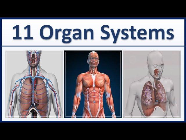 Human Organ Systems  Part 1 - 3D Animation - 11 major organ systems of the human body Explained