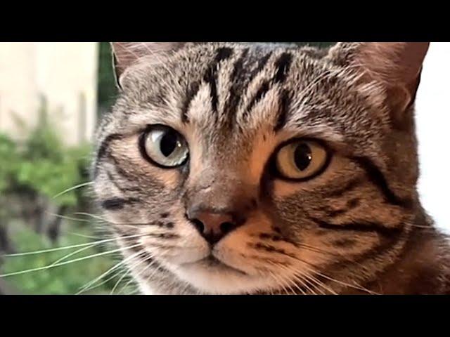 Man builds 'elevator' for beloved cat