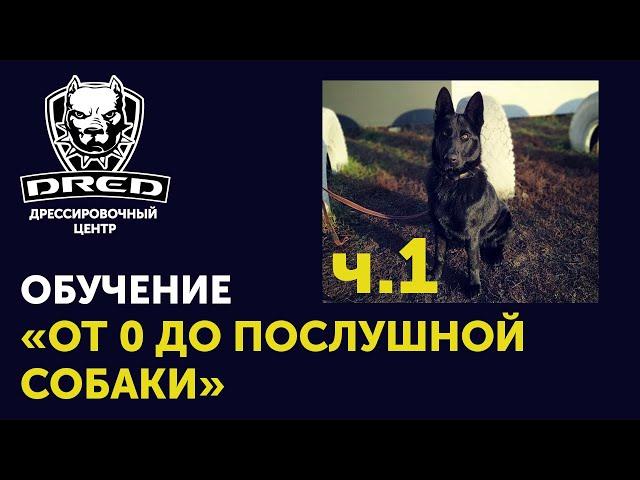 «От 0 до послушной собаки» ч.1 | Знакомство, первое занятие  | Черная немецкая овчарка Герда