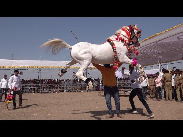 World highest horse jump ~ World record highest horse jump ~ funny horse jumping videos ~Horse Dance