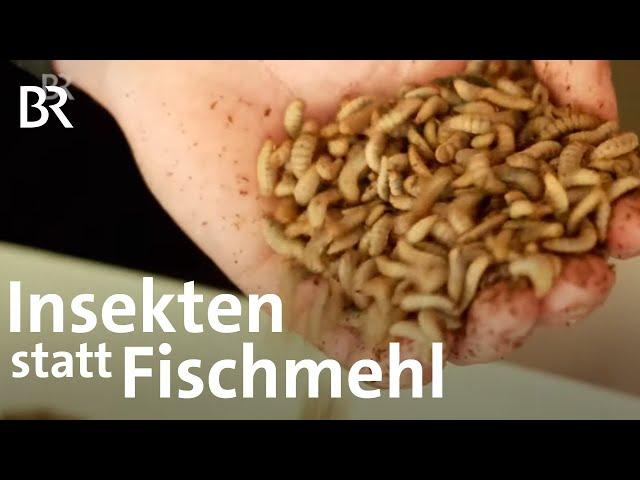 Zukunft der Fischzucht? Insekten statt Fischmehl als Futter | Schwaben + Altbayern | BR