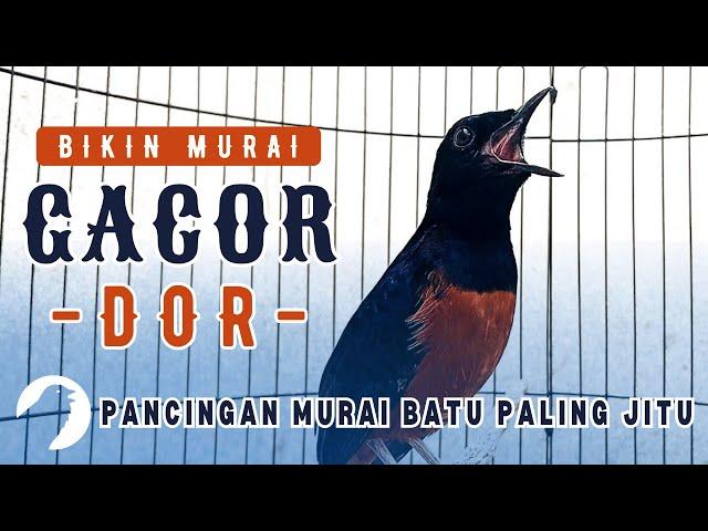 PANCINGAN MURAI BATU GACOR BIKIN MURAI BATU APAPUN LANGSUNG EMOSI