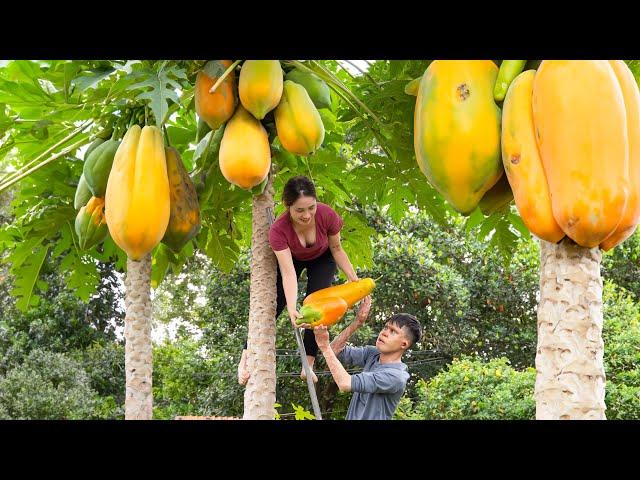 Harvesting Big And Long Papaya| Make A Very Delicious Papaya Salad - Goes To The Market Sell