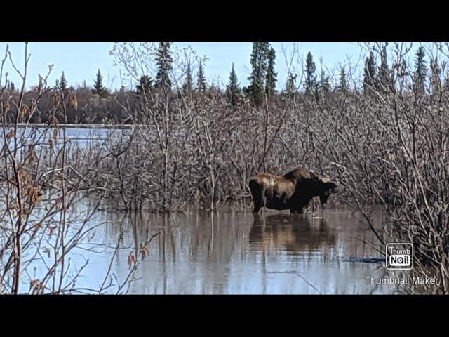 caribou & moose hunting