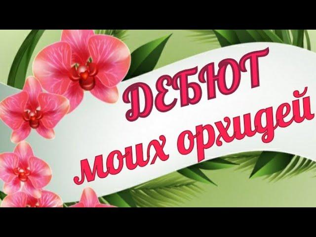 152ДЕБЮТ МОИХ ОРХИДЕЙИЛИ через сколько зацветают орхидеи после покупки...