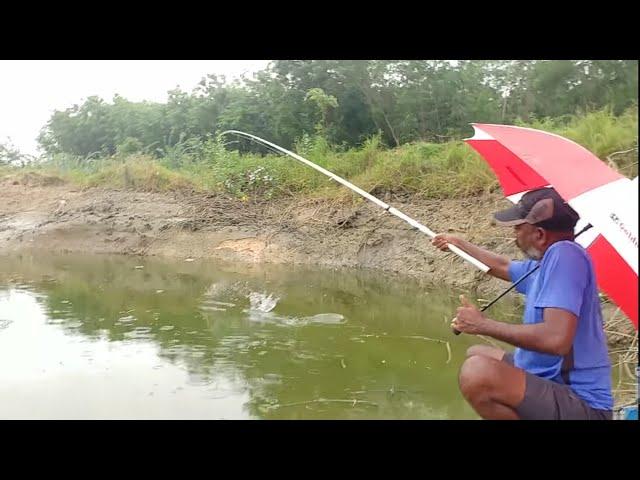 Fishing | Amazing fishing | Catching rohu fishes