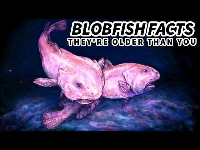 Blobfish Facts: They're NOT the UGLIEST Animals | Animal Fact Files