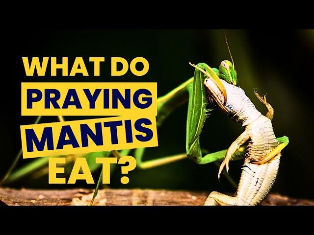 What Do Praying Mantis Eat - What to Feed Praying Mantis