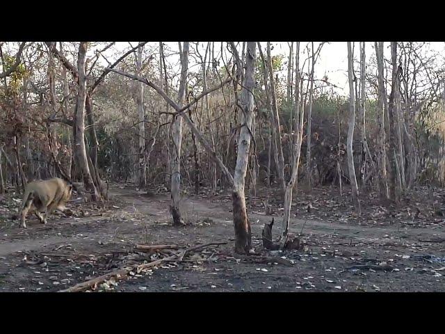 Asiatic lion chases a leopard dragging kill