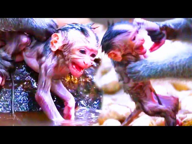 God help the poorest newborn baby monkey he is so scared when his old mother mistreats pitiful