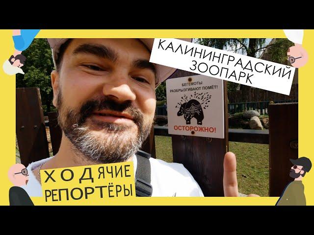 Самый лучший зоопарк России. Калининградский зоопарк. Ходячие репортёры