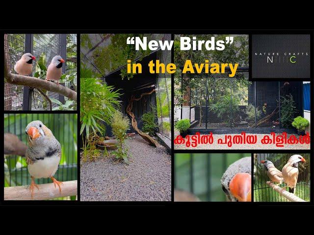 Releasing New Birds I Bird sound I Aviary I Finches I Long-Tailed Finches.