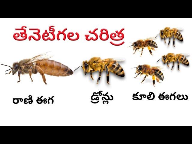 Honey Bees life story in Telugu