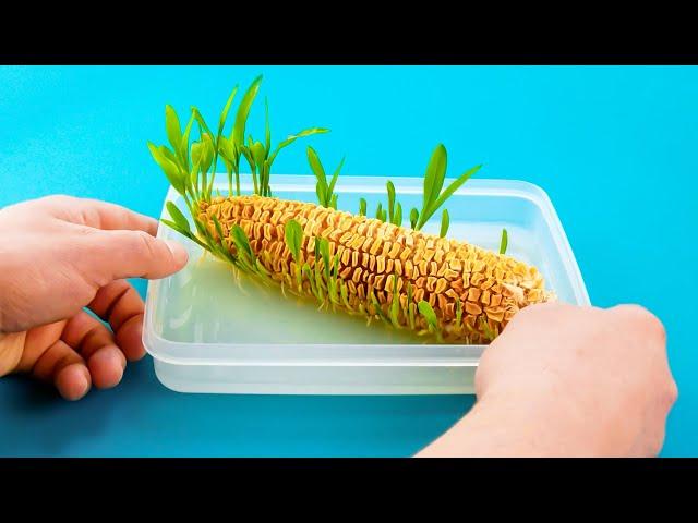 How To Grow Fruit & Vegetables At Home  No Garden Necessary!