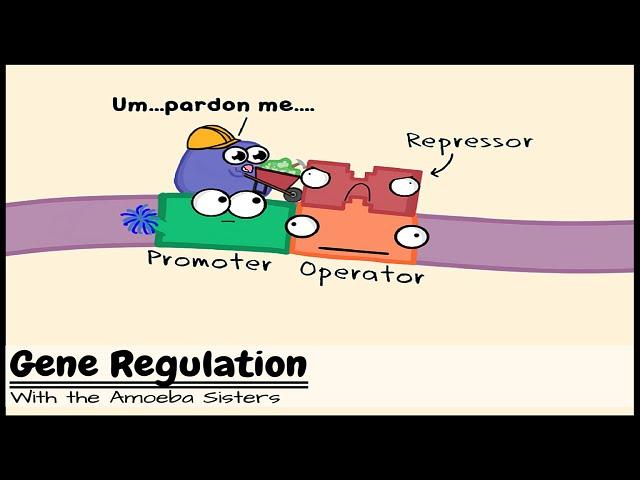 Gene Regulation and the Order of the Operon