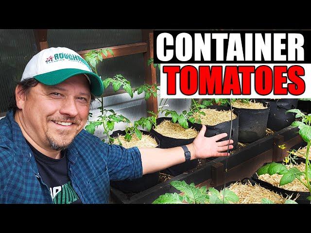 Tomatoes In Containers - The Complete Guide