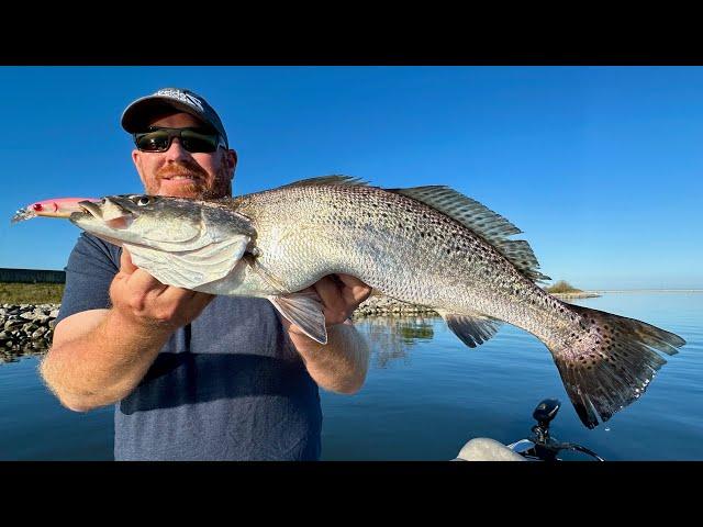 MONSTER Speckled Trout in this Community Hole!