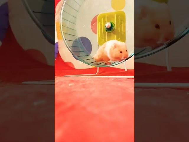 Hamster's Daily Night Routine - Taking Care of a Syrian Hamster 