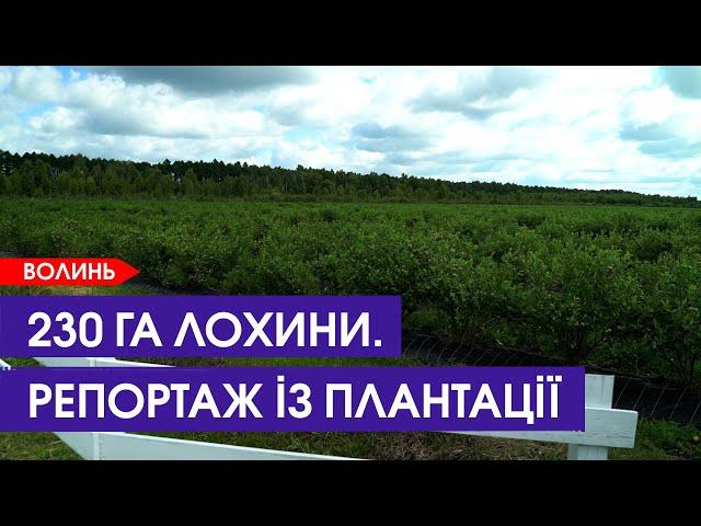 🫐Заробітки на лохині. Репортаж із найбільшої на Волині плантації