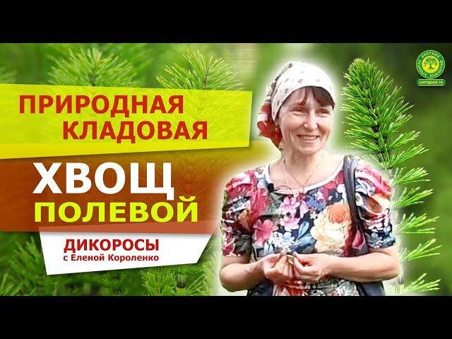 Хвощ полевой