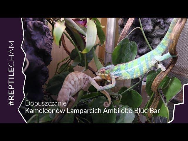 Rozmnażanie Kameleonów Lamparcich Ambilobe Blue Bar