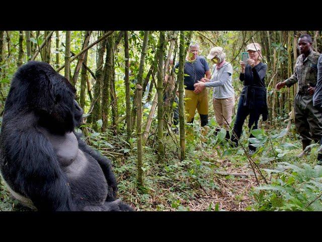 Gorilla trekking ( Bwindi Impenetrable Forest National Park - Uganda)