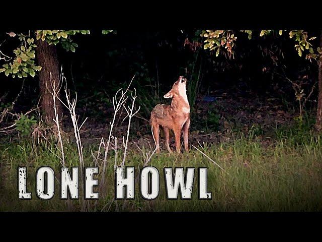 HOWLING JACKAL - Golden Jackal Howling Sound, Jackal Sound, Like-Wolf Howling,  Coyote Howling Sound