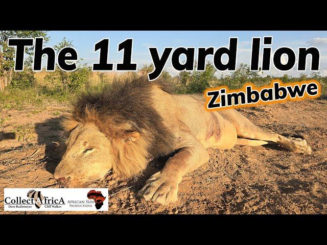 Dangerous hunting: Lion in Zimbabwe