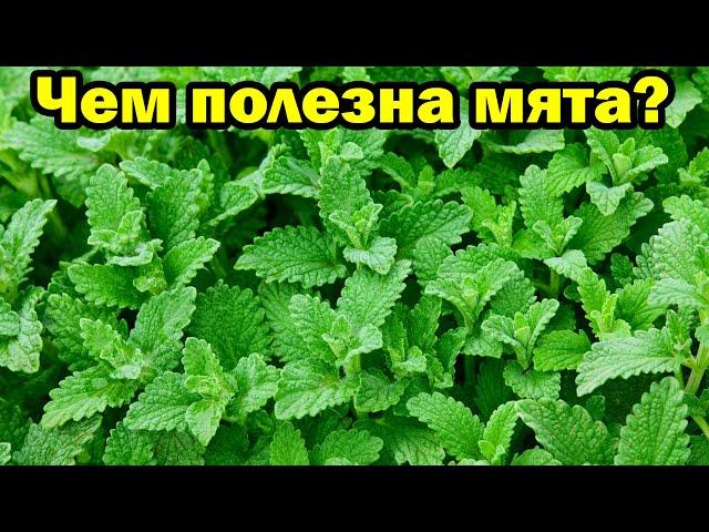 Чем полезна мята для организма человека?